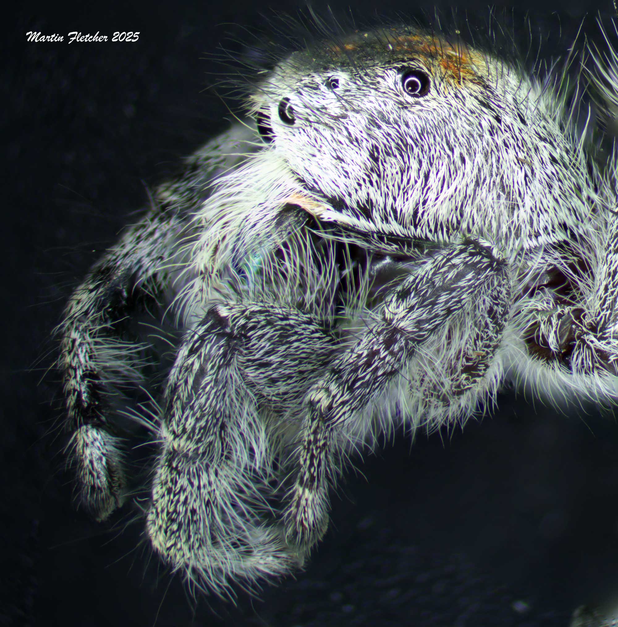 California Jumping Spider Side View, Phidippus adumbratus, Ojai, California