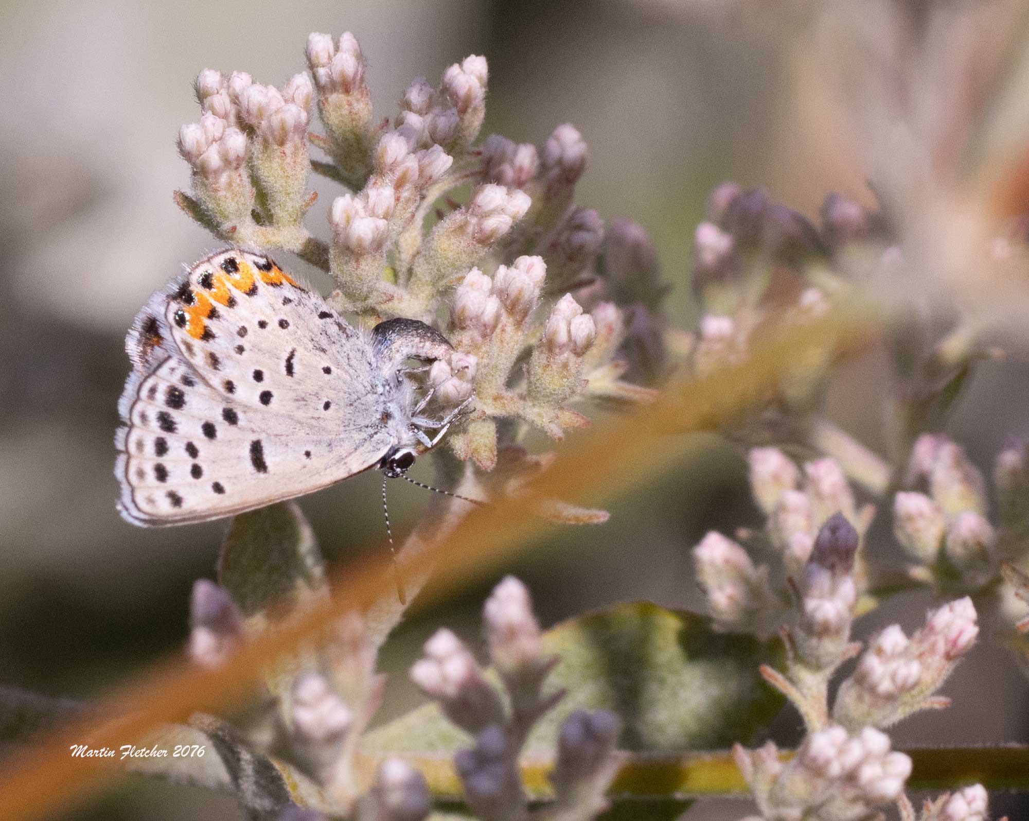 Acmon Blue laying eggs on Eriogonum giganteum, Saint Catherine's Lace
