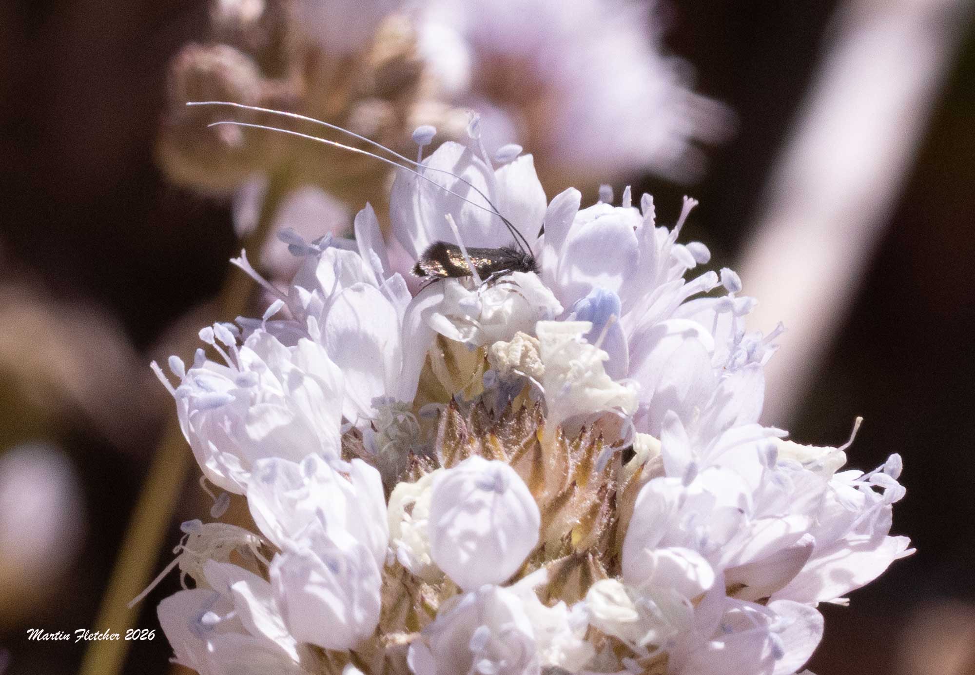 Adela punctiferella, Fairy Moth, Gilia capitata, Reyes Peak