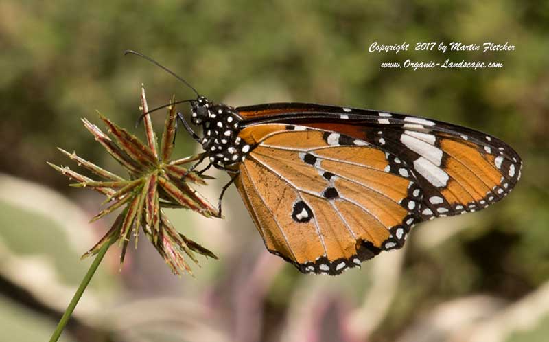 African Monarch Butterfly, Danaus chrysippus