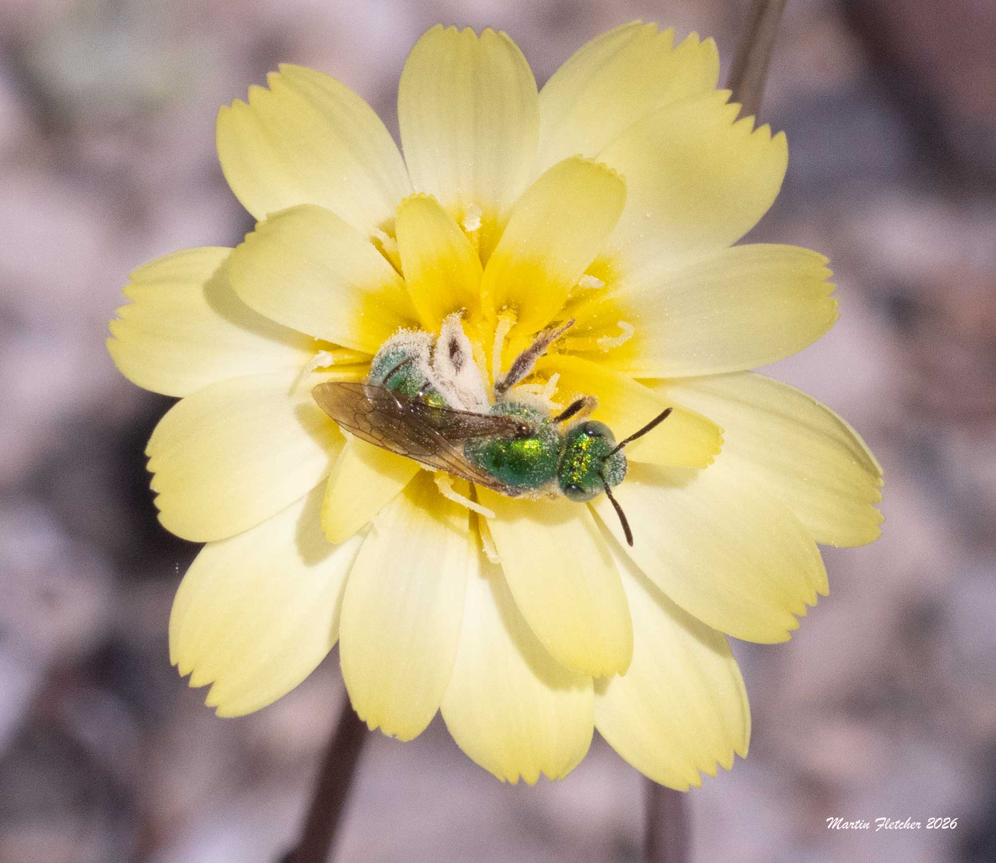 Agapostemon, Striped Sweat Bee, Mono Lake, Pale Agoseris