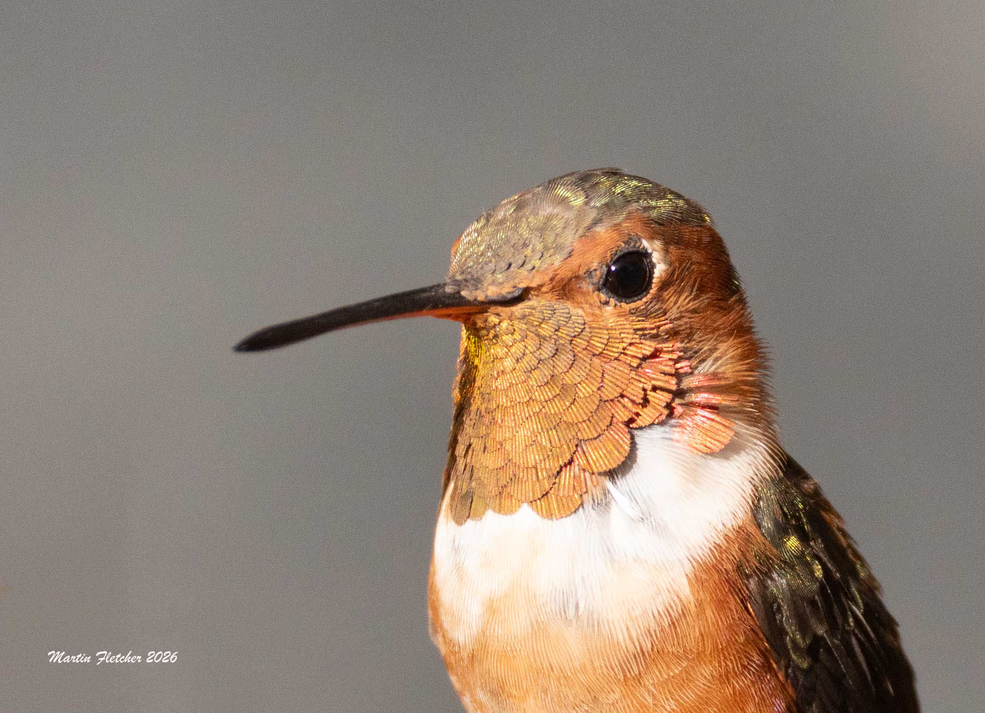 Male Allen's Hummingbird