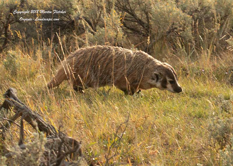 American Badger, Lamar Valley, Yellowstone
