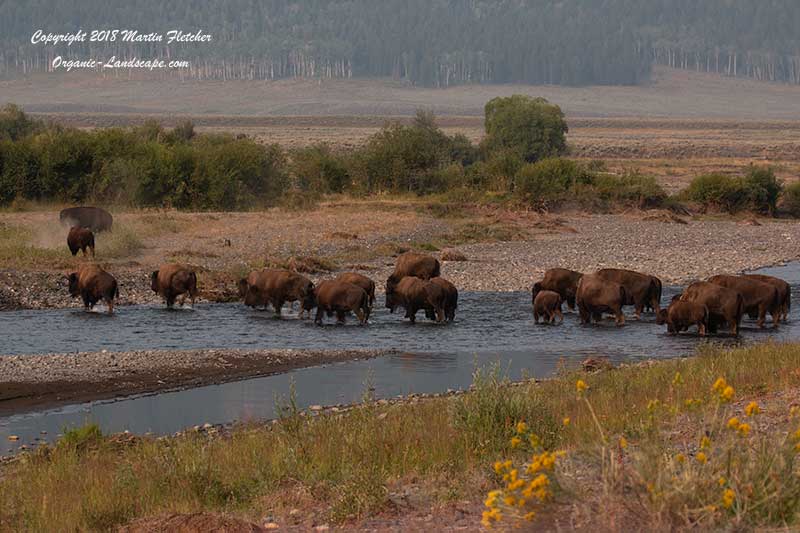 American Bison Herd, Lamar Valley, Yellowstone