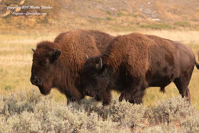 American Bison Pair, Yellowstone, Lamar Valley