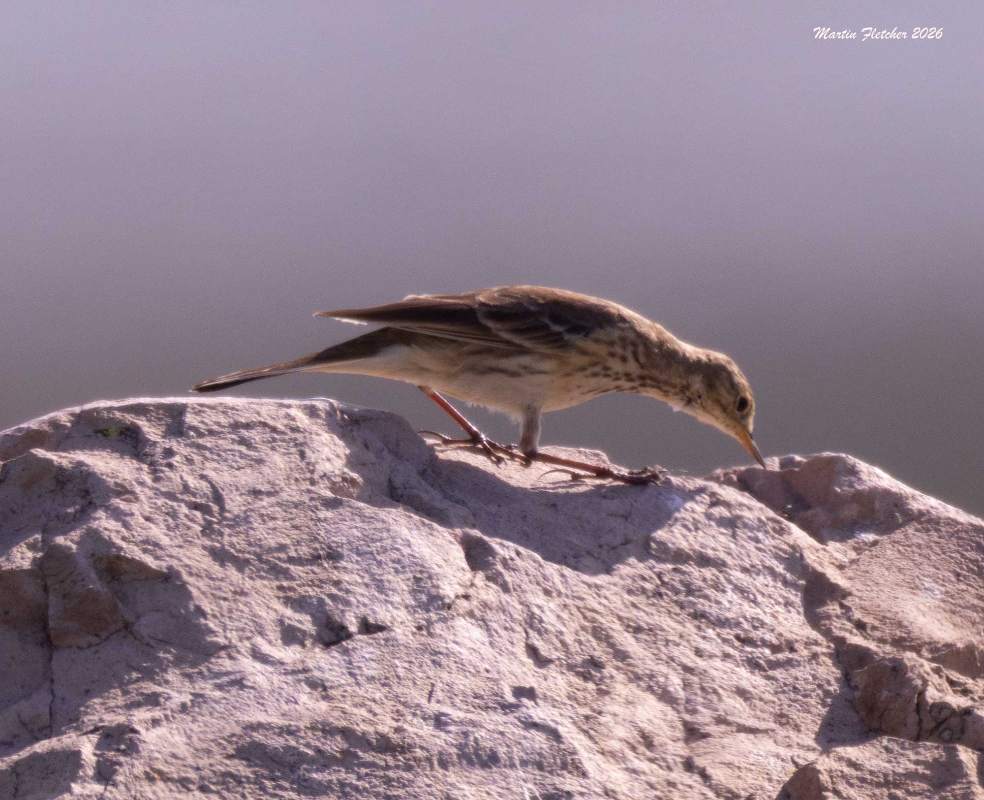 American Pipet, Bard Lake