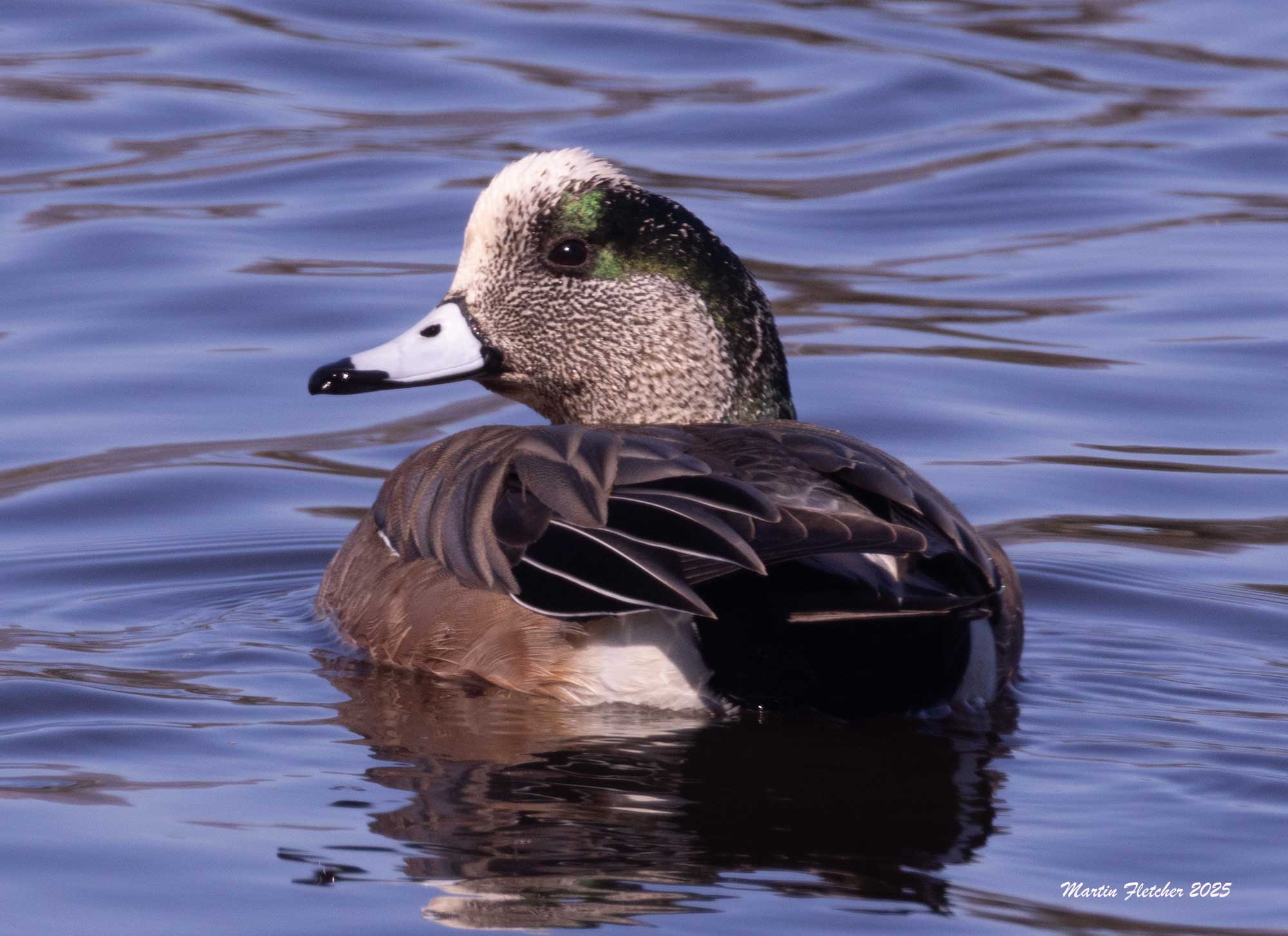 American Wigeon, Deveroux Slough, Goleta, CA