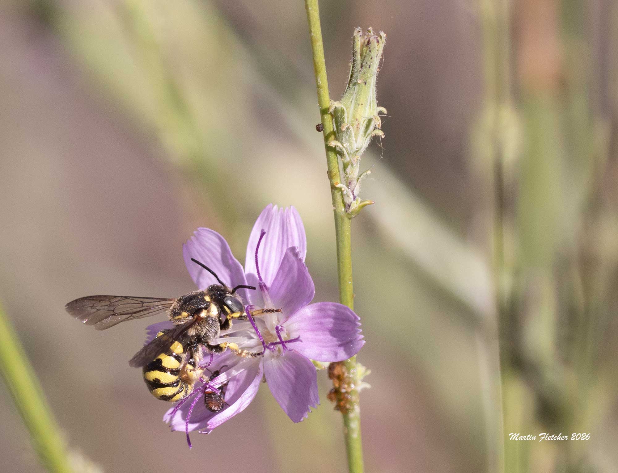 Anthidium illustre, Illustrated Woolcarder Bee