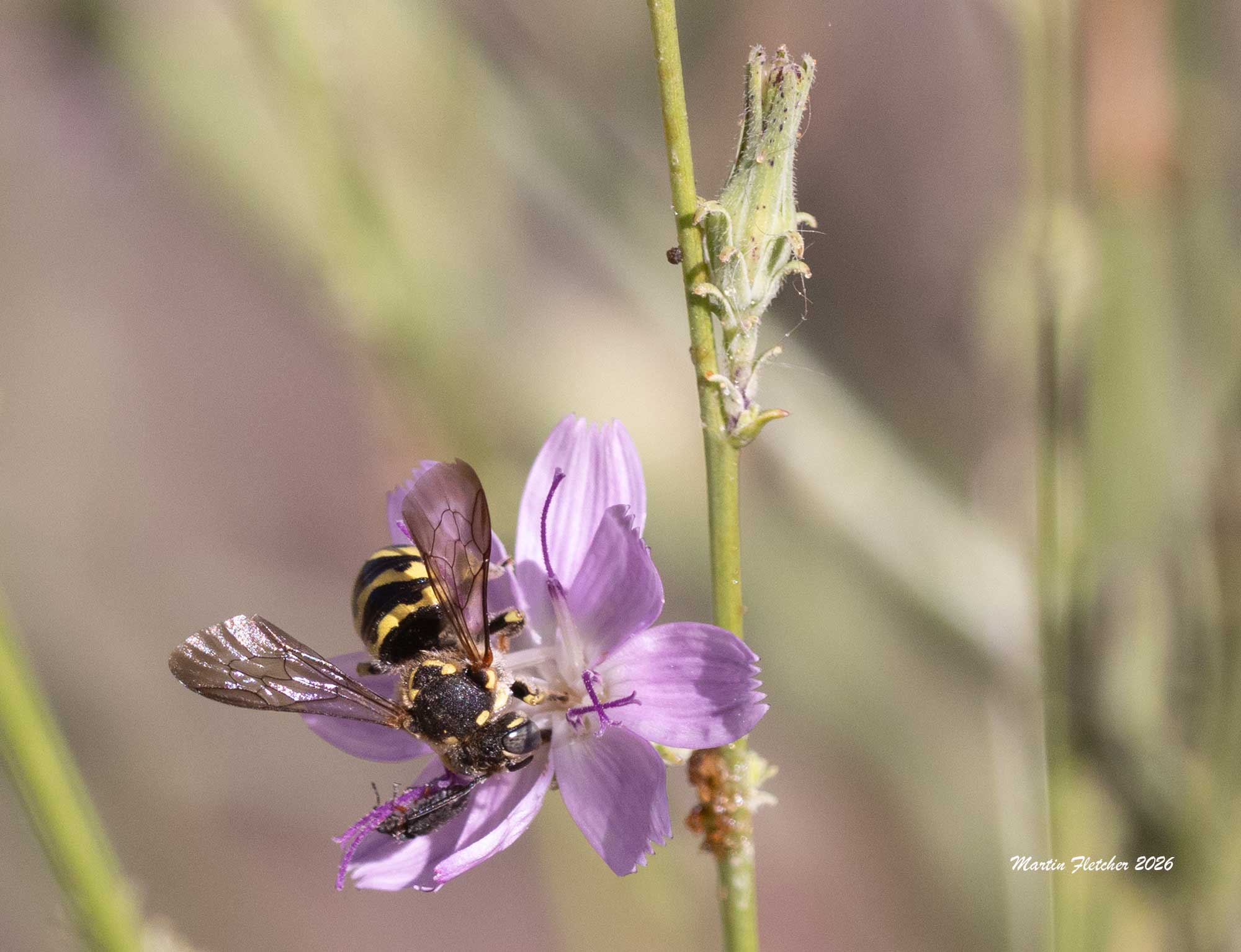 Anthidium illustre, Illustrated Woolcarder Bee