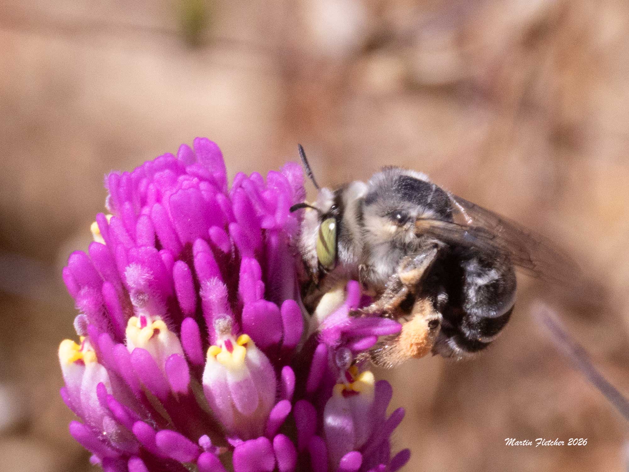 Anthophora californica, Castilleja exserta
