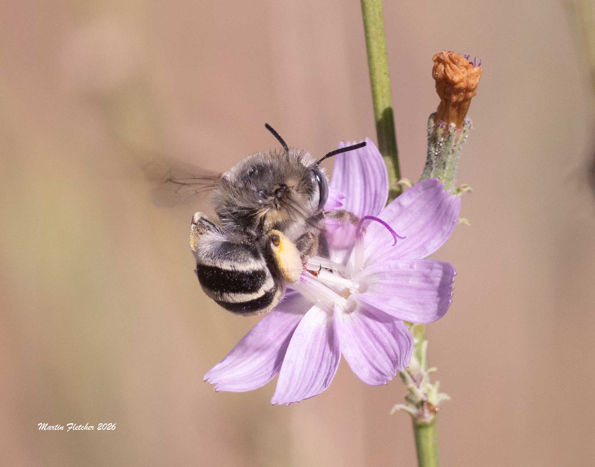 Anthophora urbana, Urbane Digger Bee, Stephanotis virgata