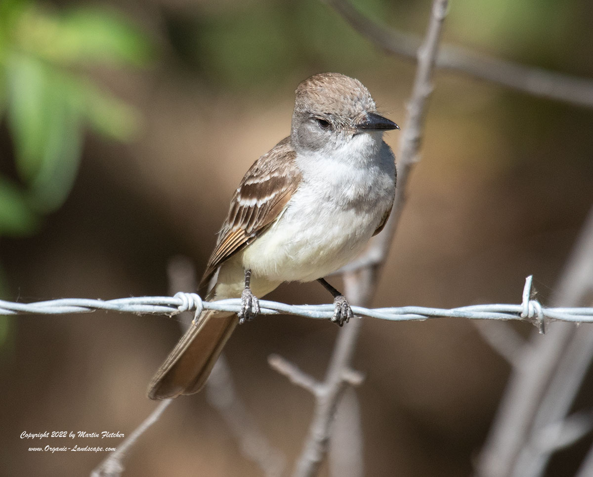 Ash Throated Flycatcher, Barbed Wire