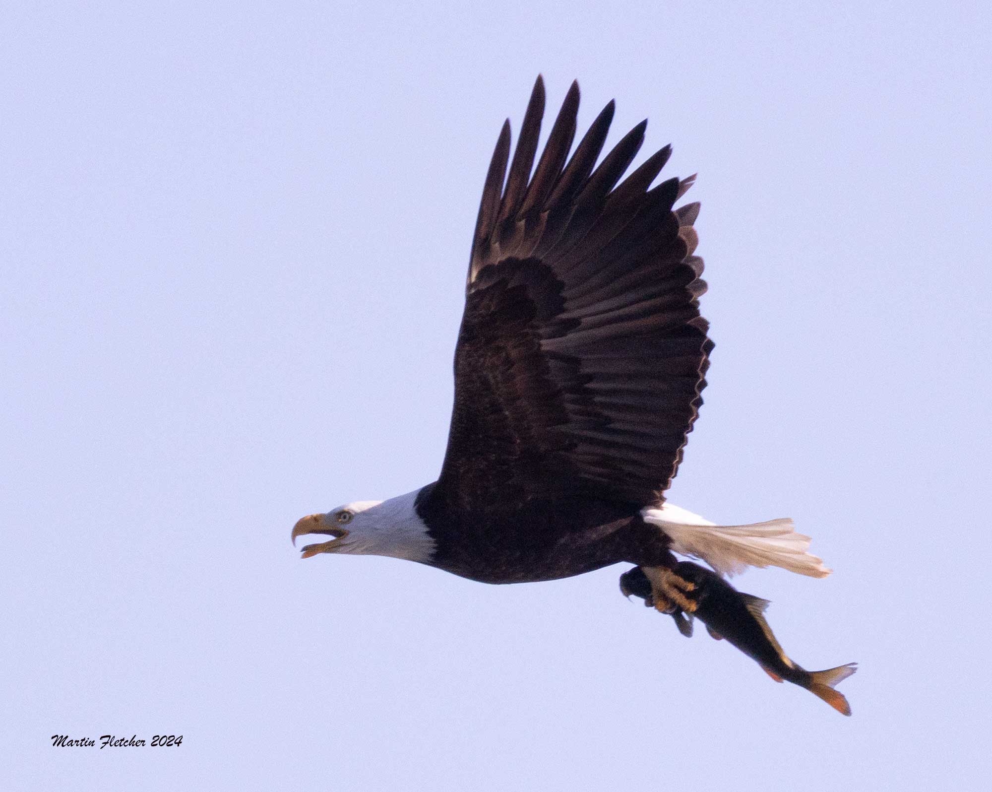 Bald Eagle, catfish