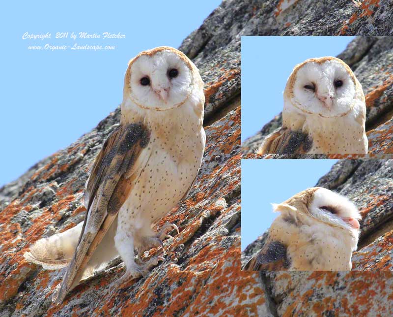 Barn Owl