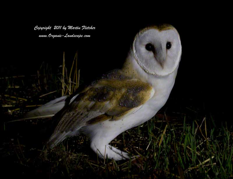 Barn Owl on mouse