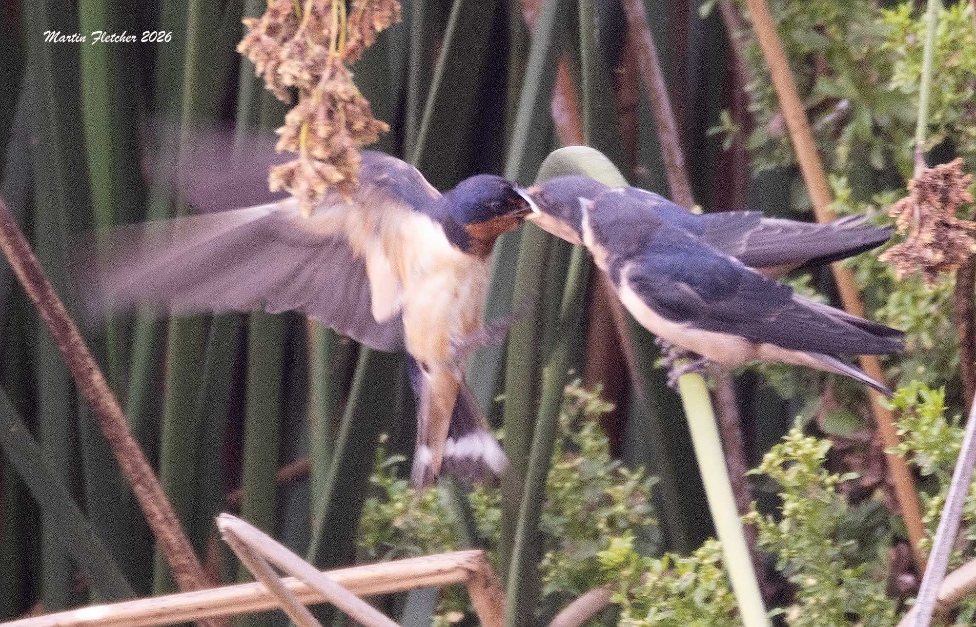 Barn Swallow Feeding