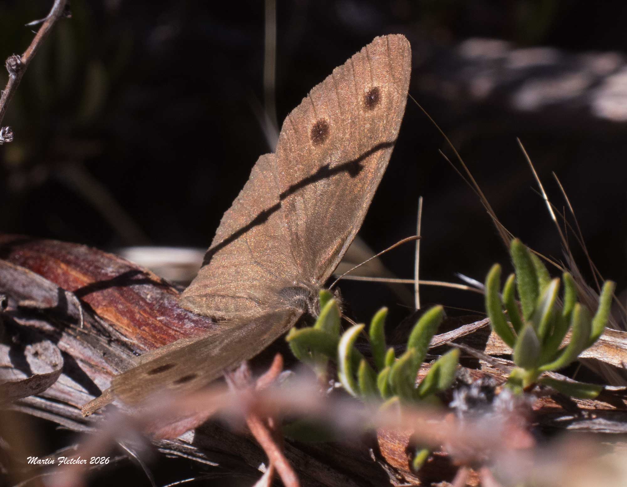 Behr's Great Basin Wood Nymph, Cercyonis sthenele behrii, Eriogonum fasciculatum