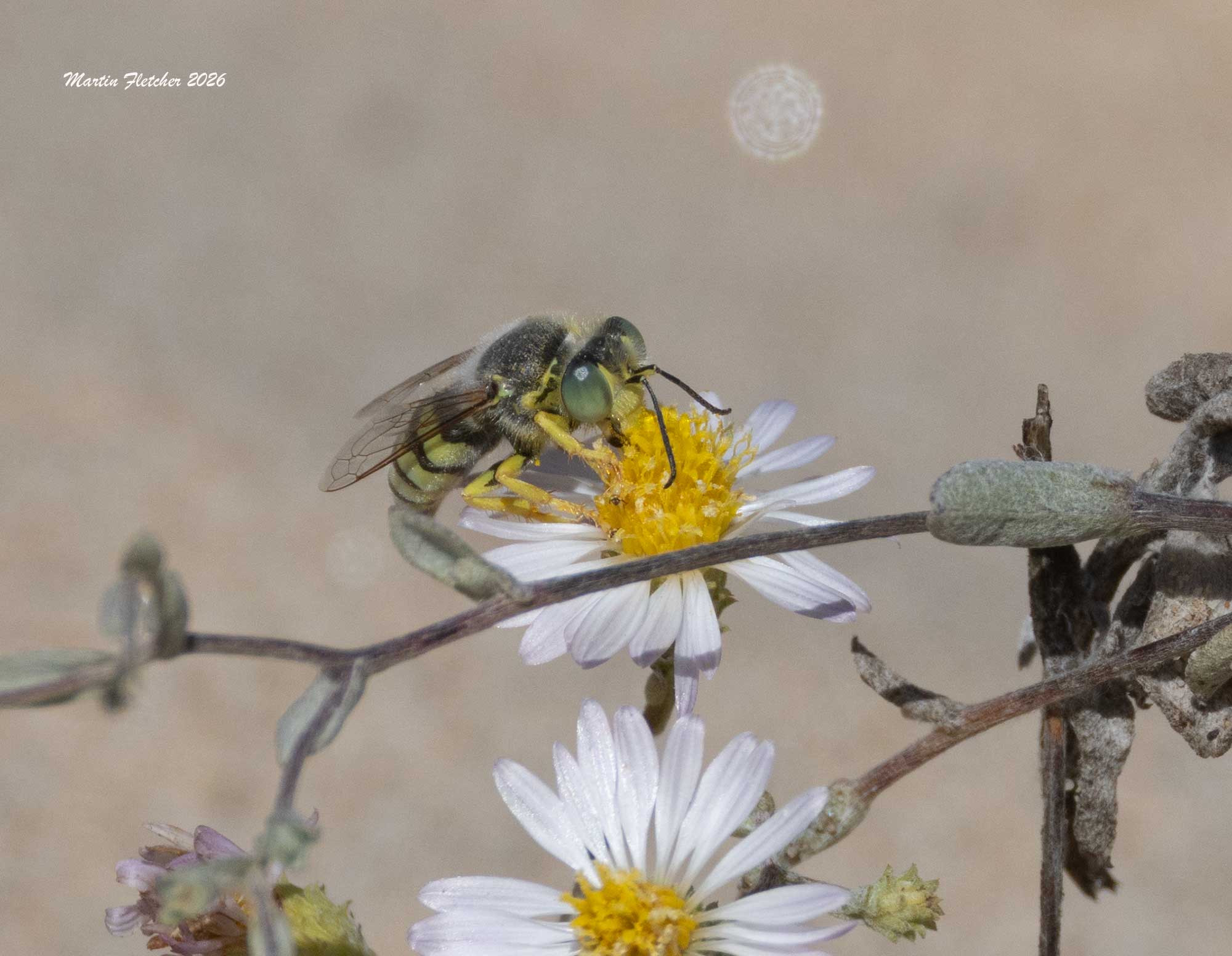 Western Sand Wasp, Oso Flaco