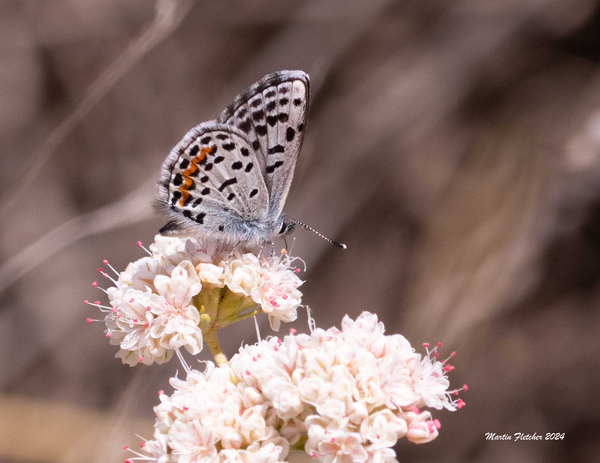 Bernardino Blue, Ephilotes bernardino, Eriogonum fasciculatum, Rancho Sierra Vista, Newberry Park
