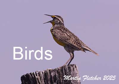 Bird Images