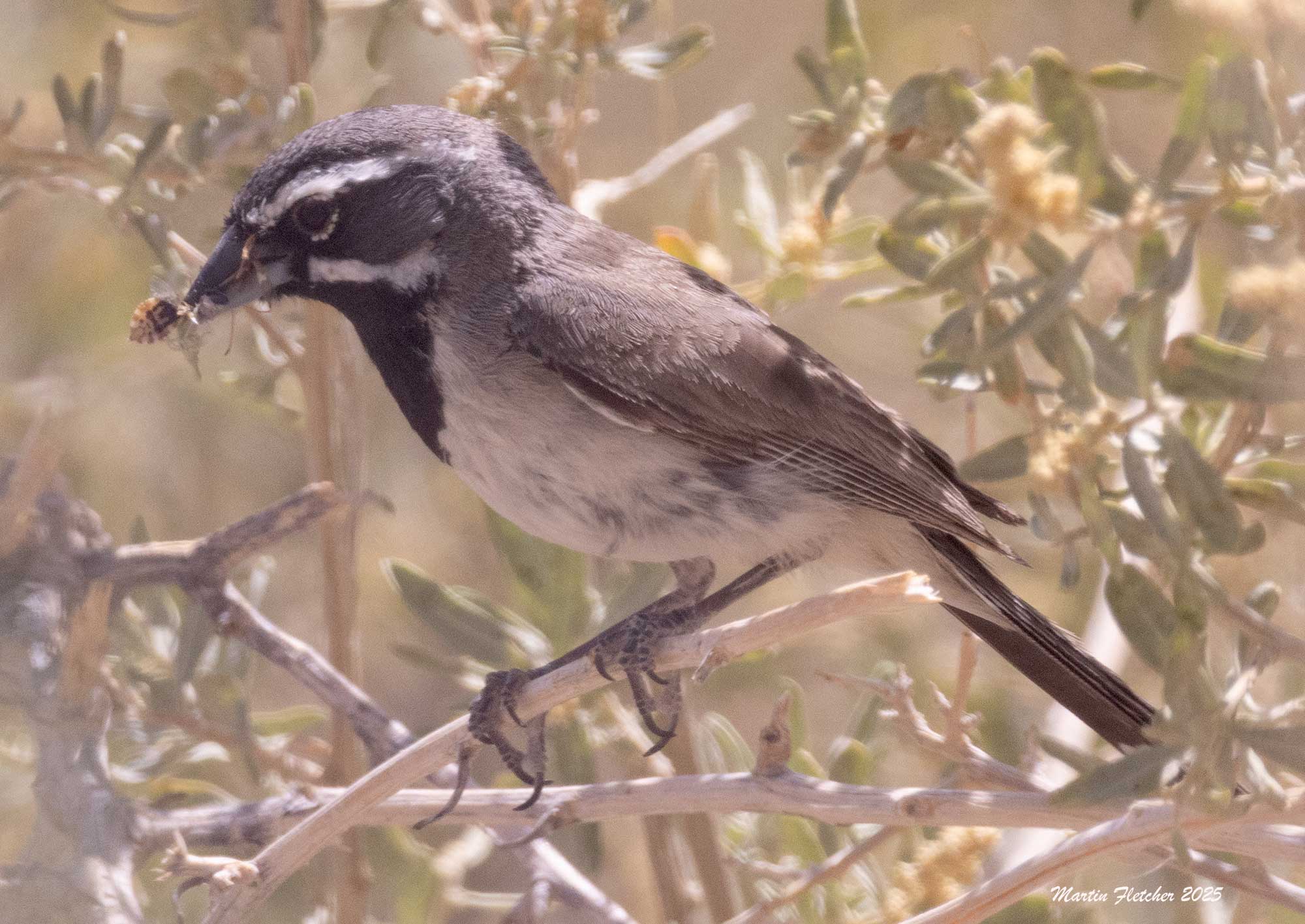 Black Throated Sparrow, Saline Valley Road