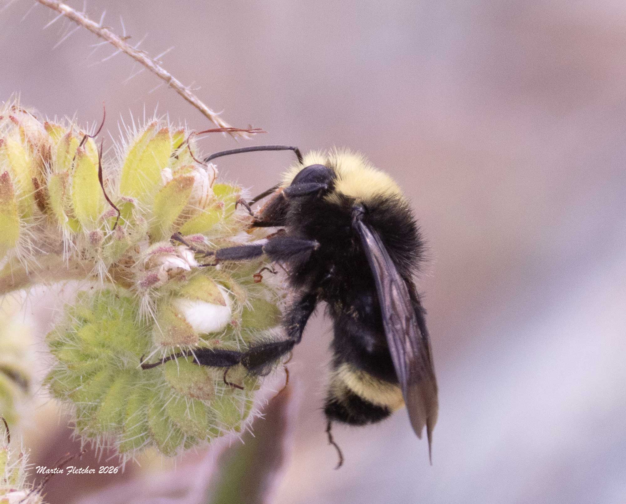 Bombus vandykei, Van Dyke's Bumblebee