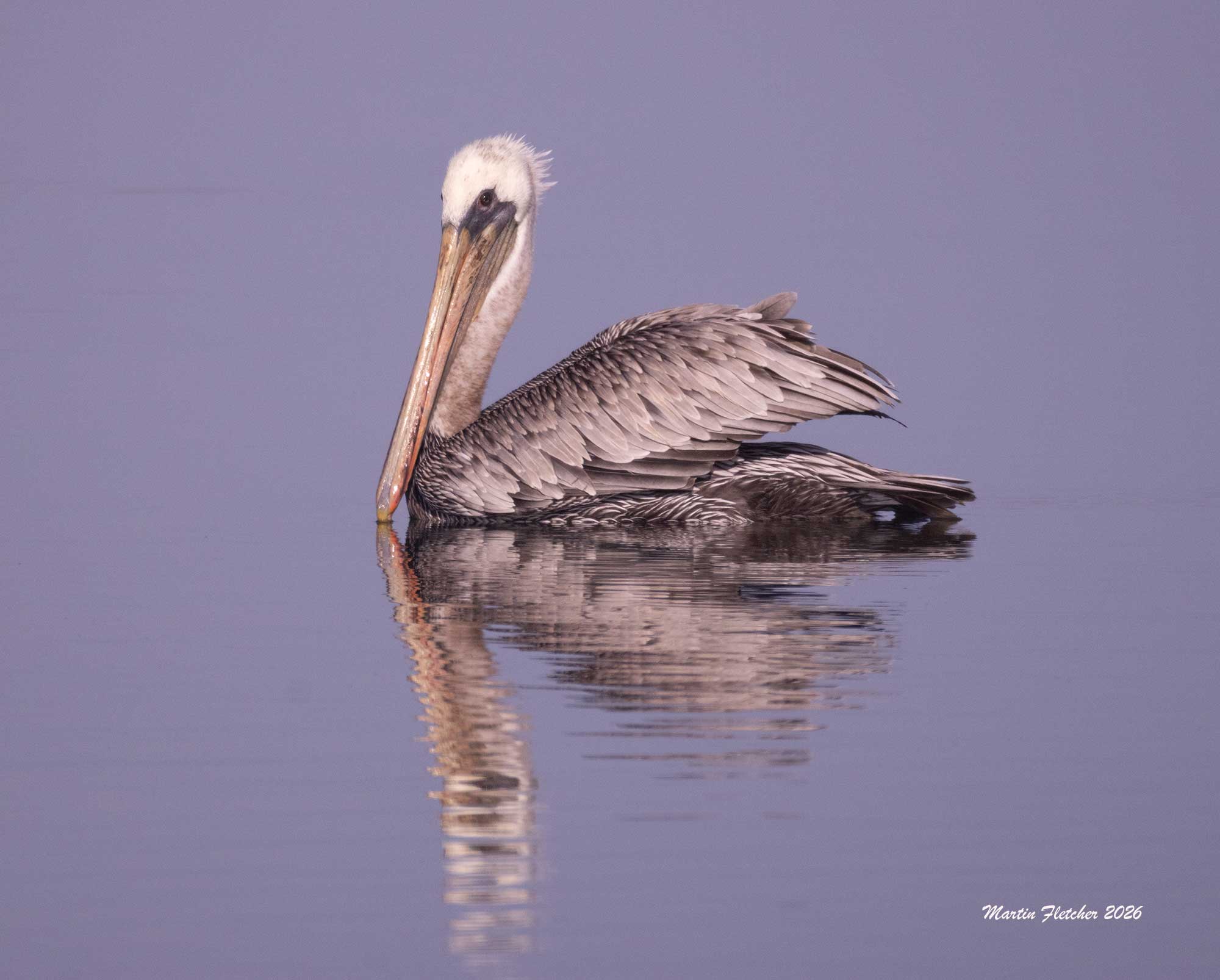 Brown Pelican, Bolsa Chica
