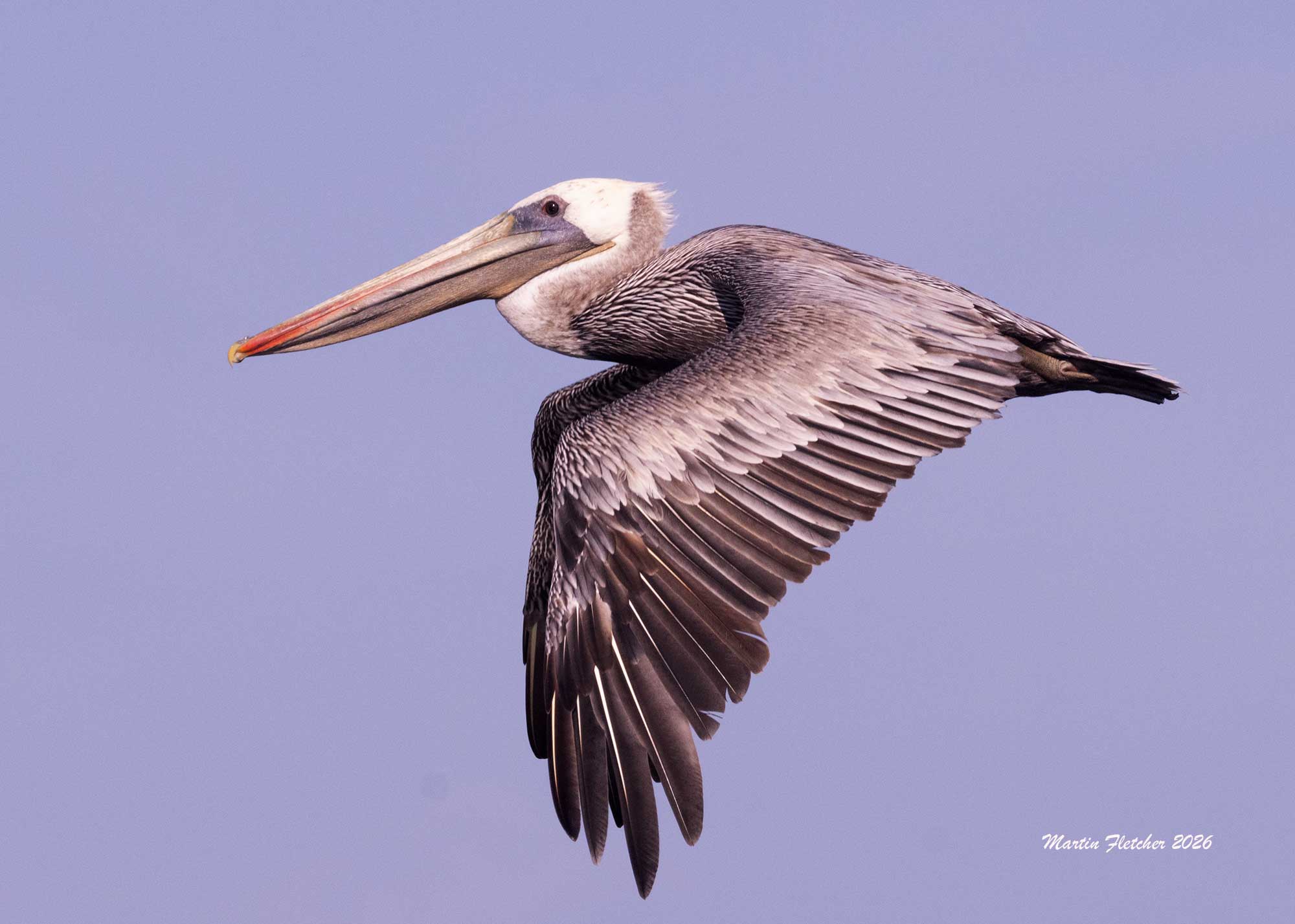 Brown Pelican flight, Bolsa Chica