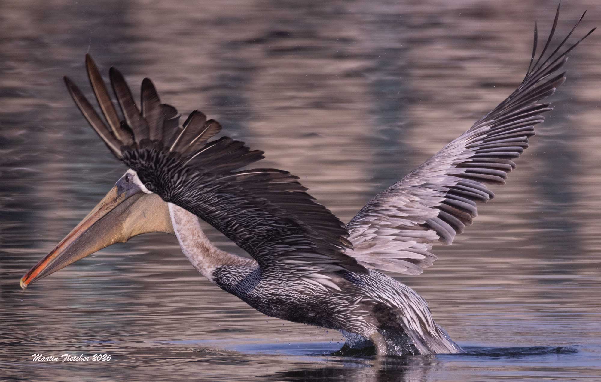 Brown Pelican lifts off, Bolsa Chica