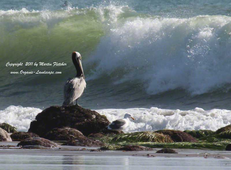 Brown Pelican watches a wave, Emma Wood State Park