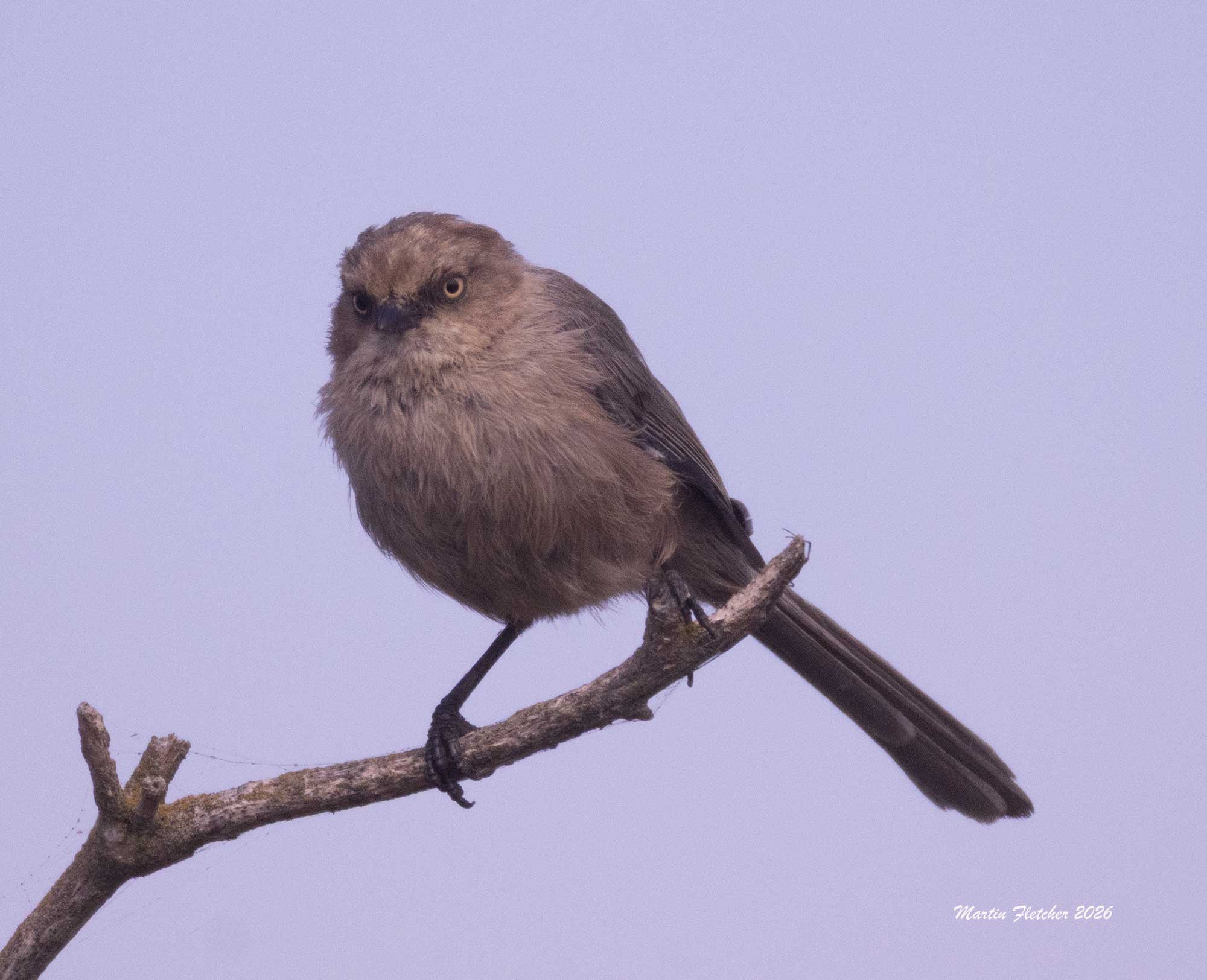Bushtit female, Ventura Spreading Ponds, California