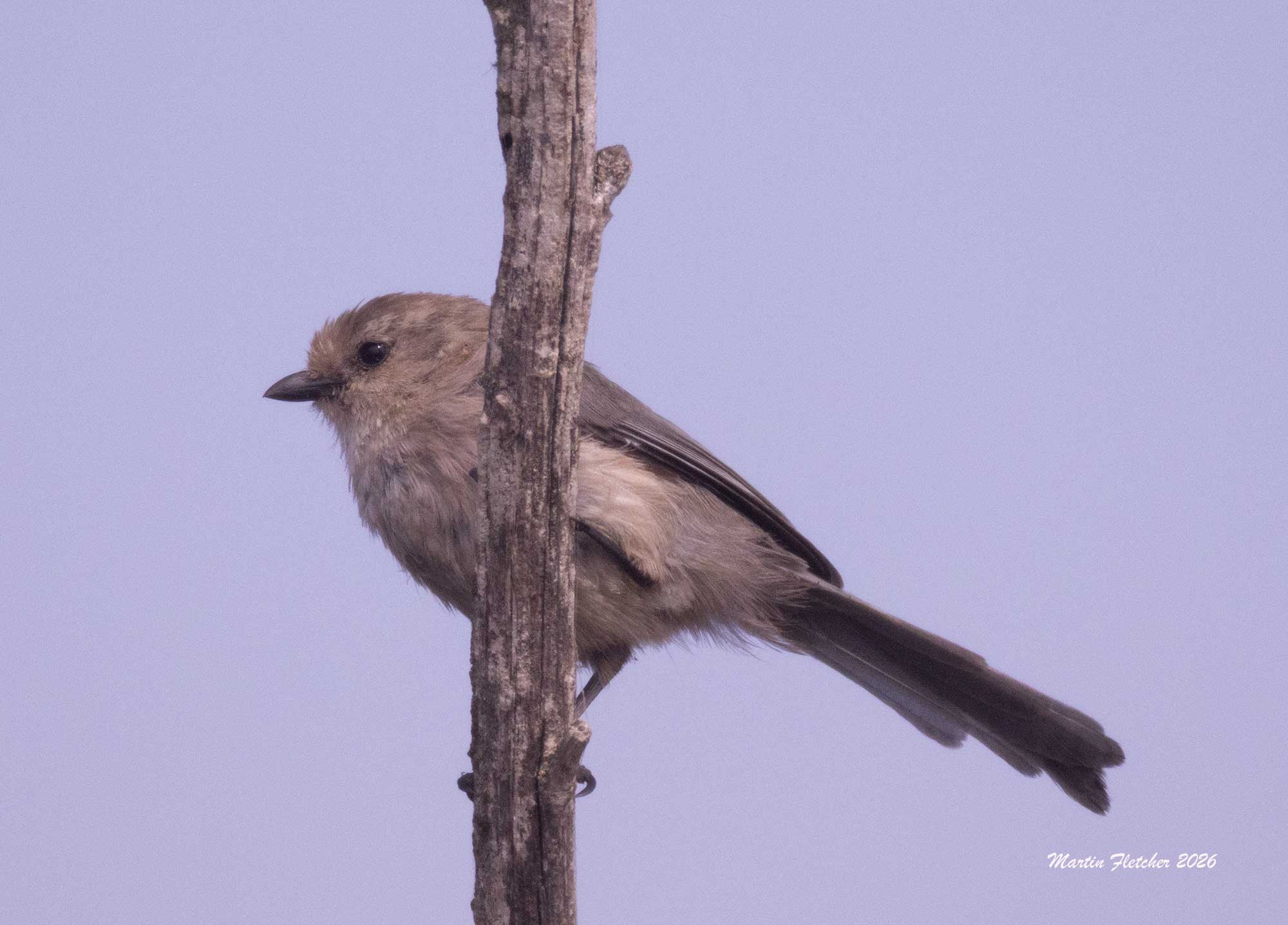 Bushtit male, Ventura Spreading Ponds, California