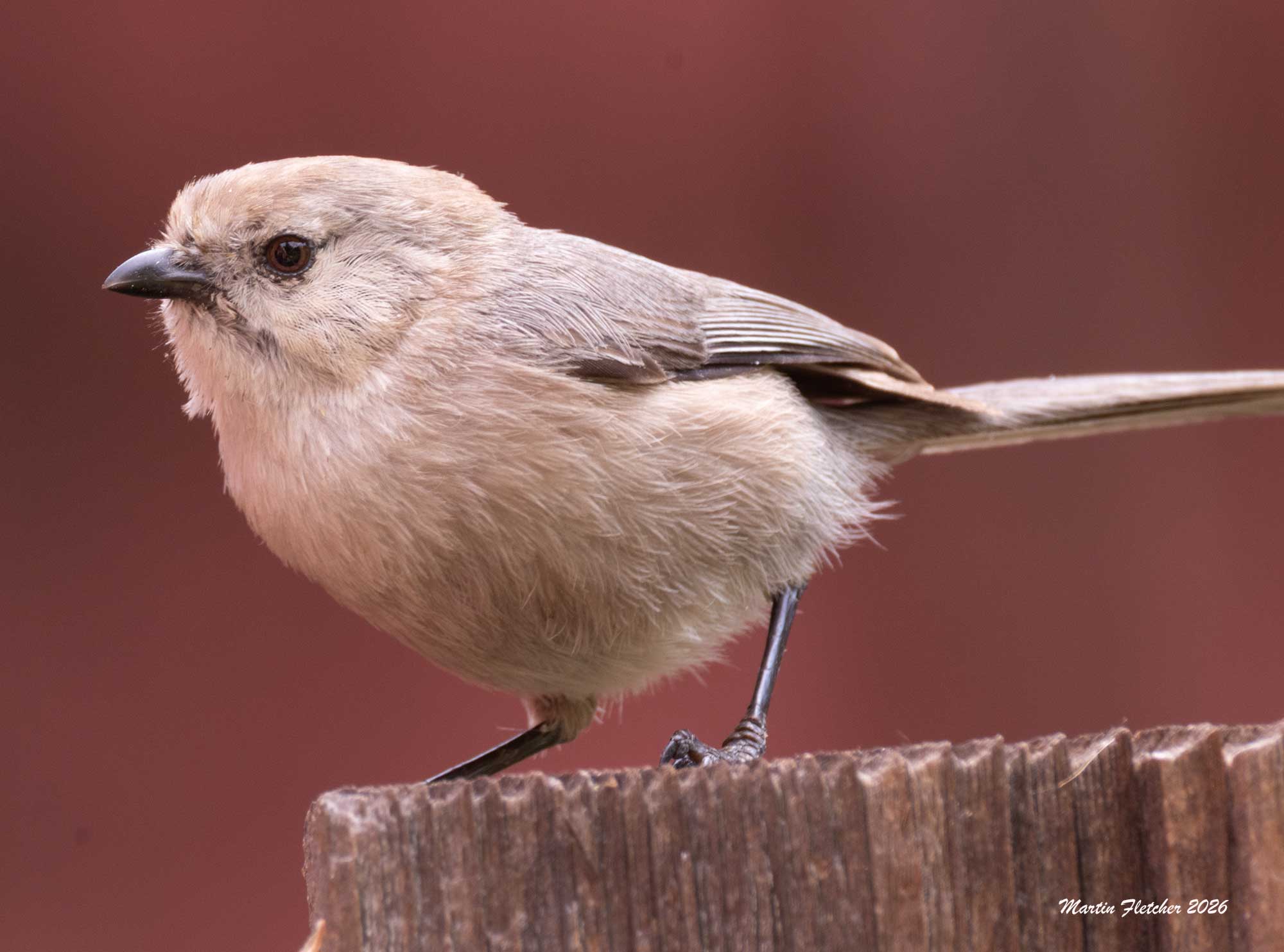 Bushtit Male, Ojai, California