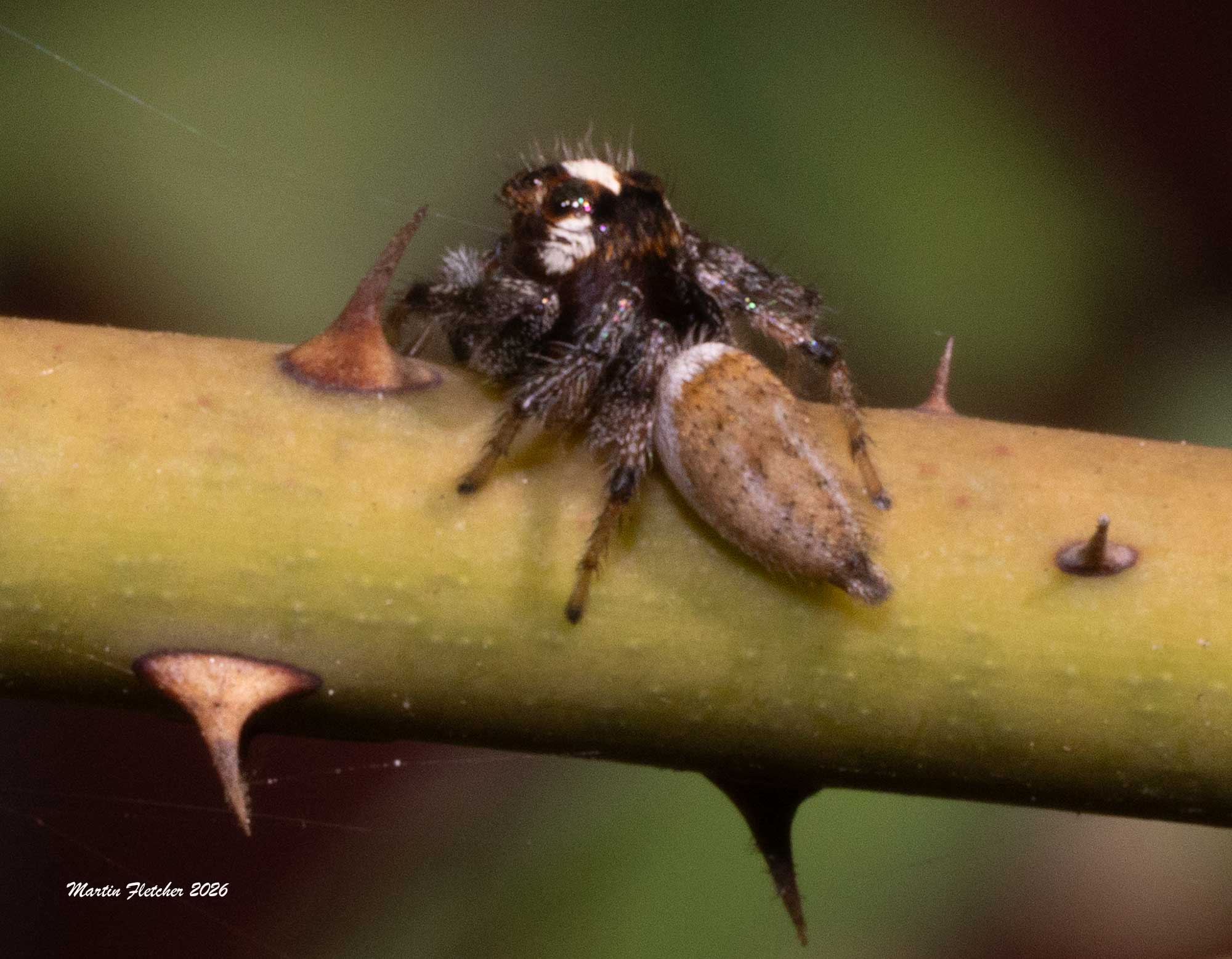 Buttonhook Leafbeetle Jumping Spider, Sassacus vitis