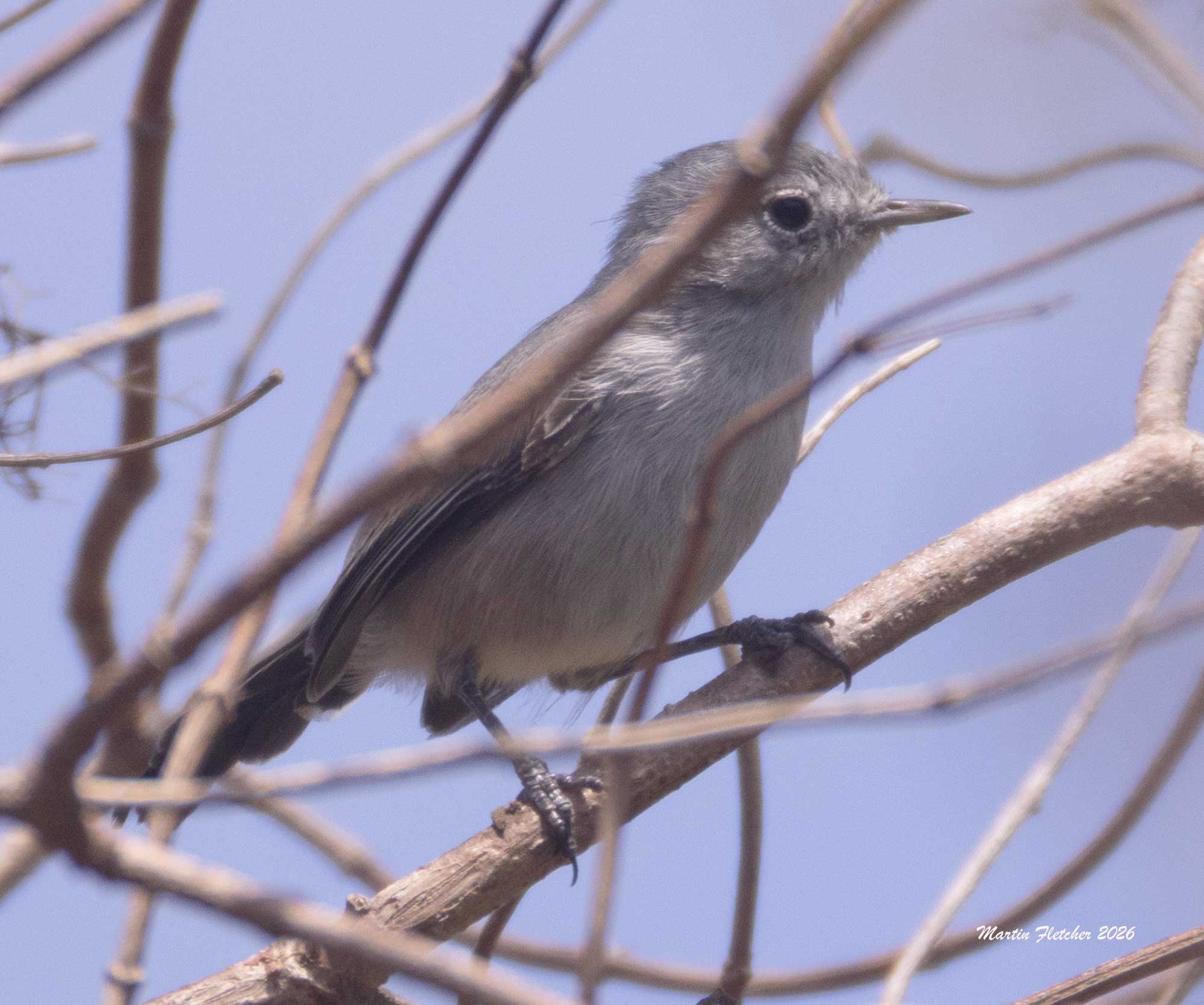 California Gnatcatcher, Newport Back Bay
