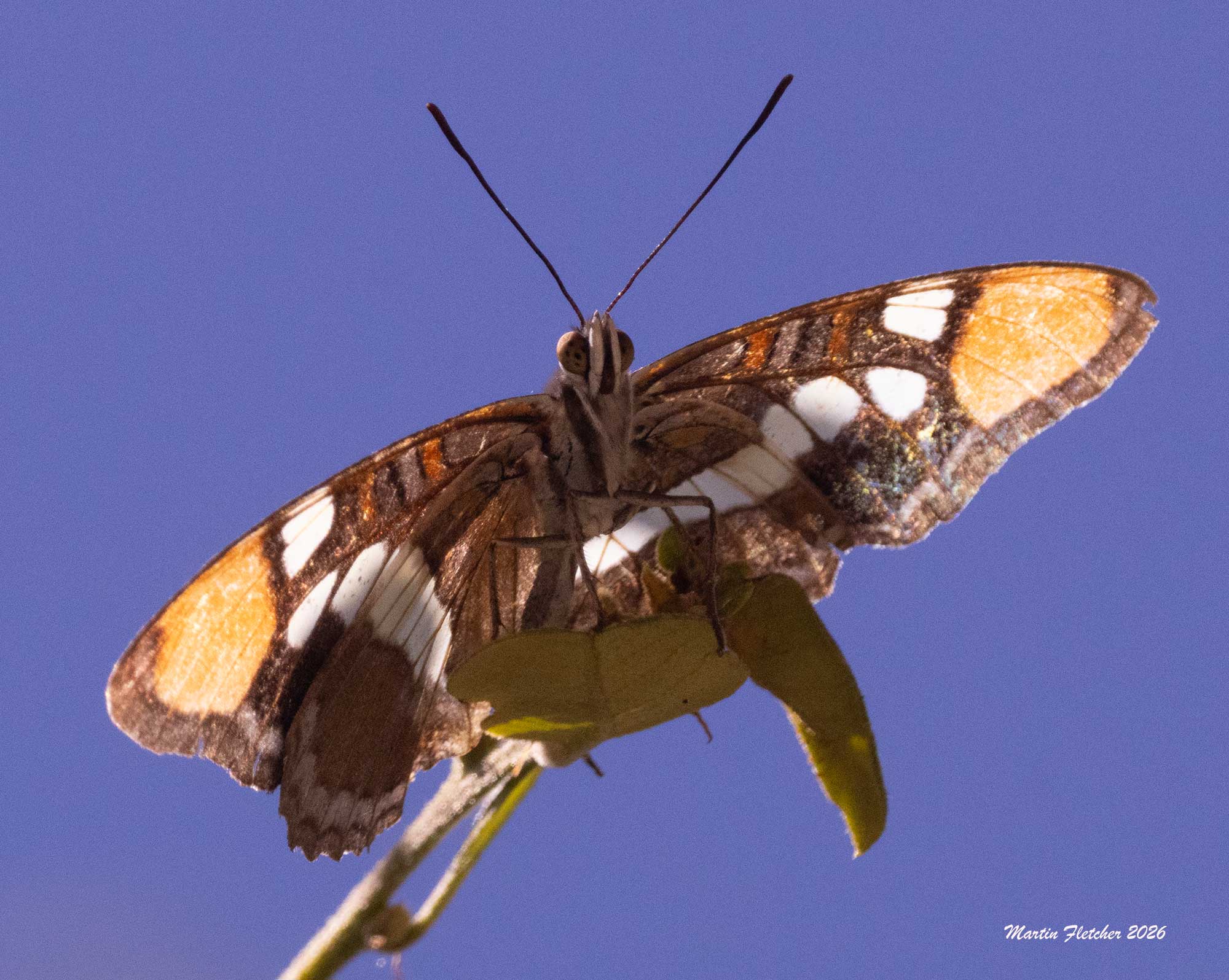 California Sister, Adelpha californica, Sespe
