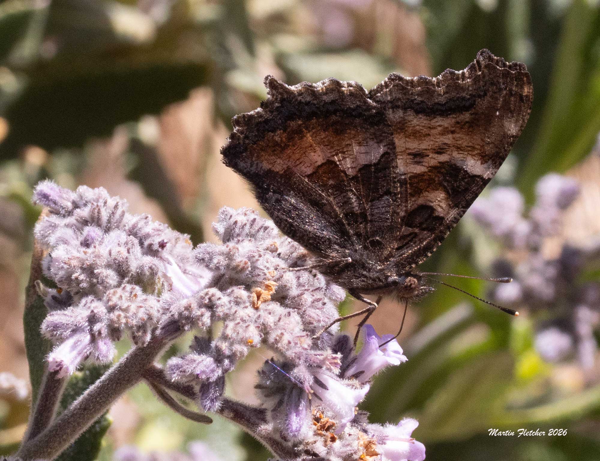 California Tortoiseshell sideview, Nymphalis californica on Eriodictyon crassifolium