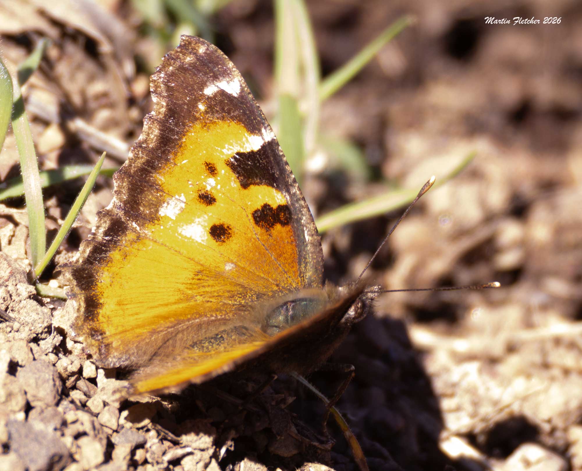 California Tortoiseshell, Rose Valley