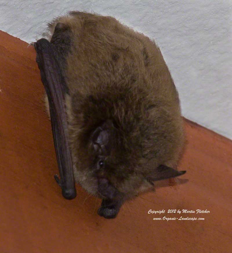 California Myotis Bat, Ojai
