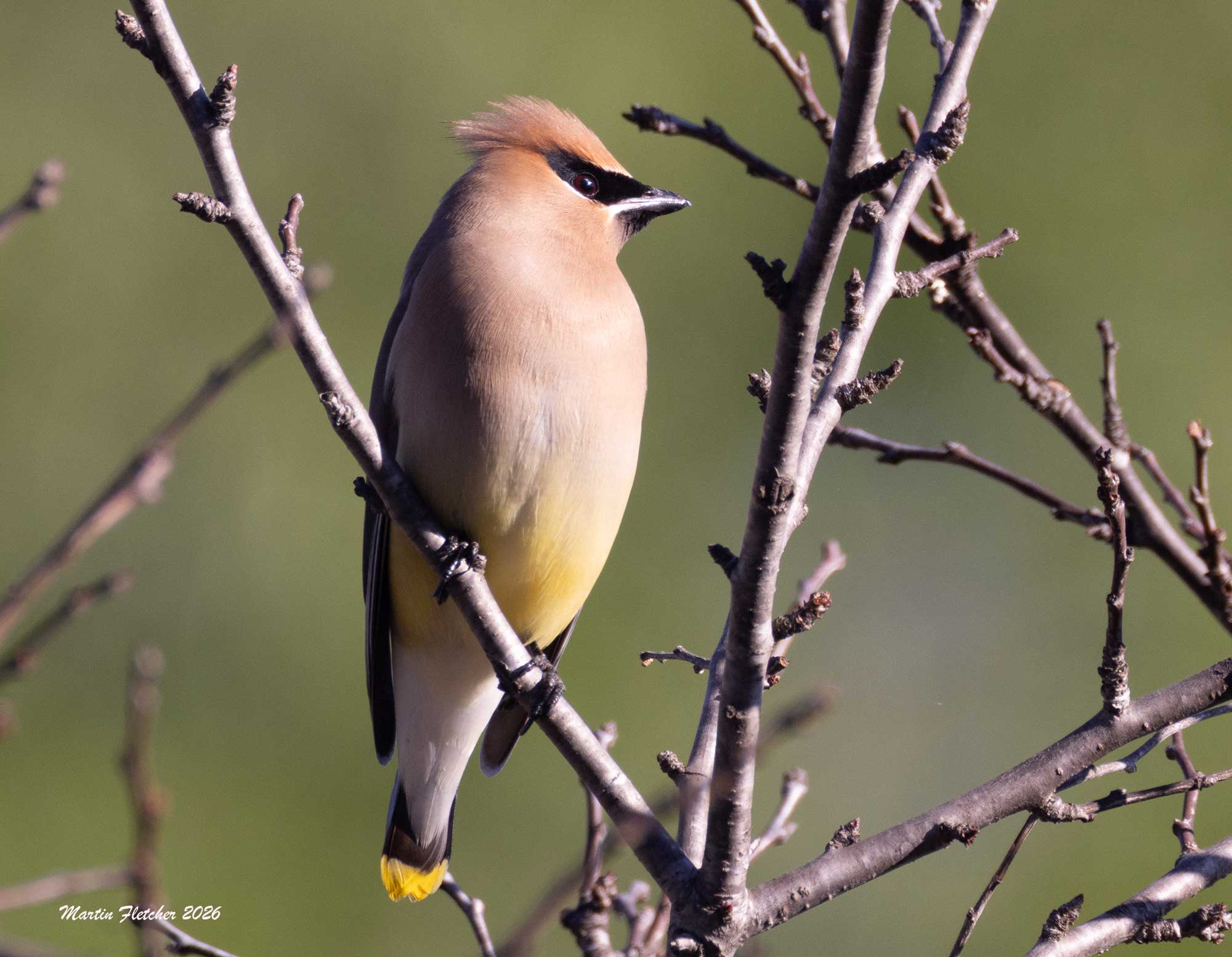 Cedar Waxwing, Ojai