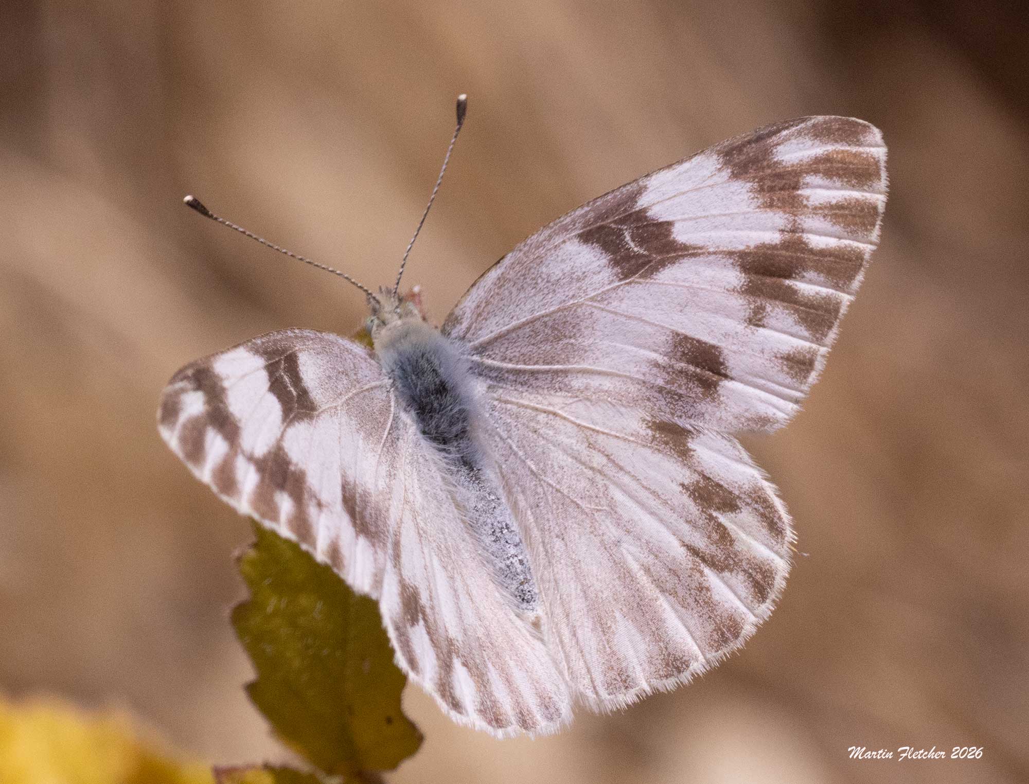 Checkered White Female, Pontia protodice, Sespe
