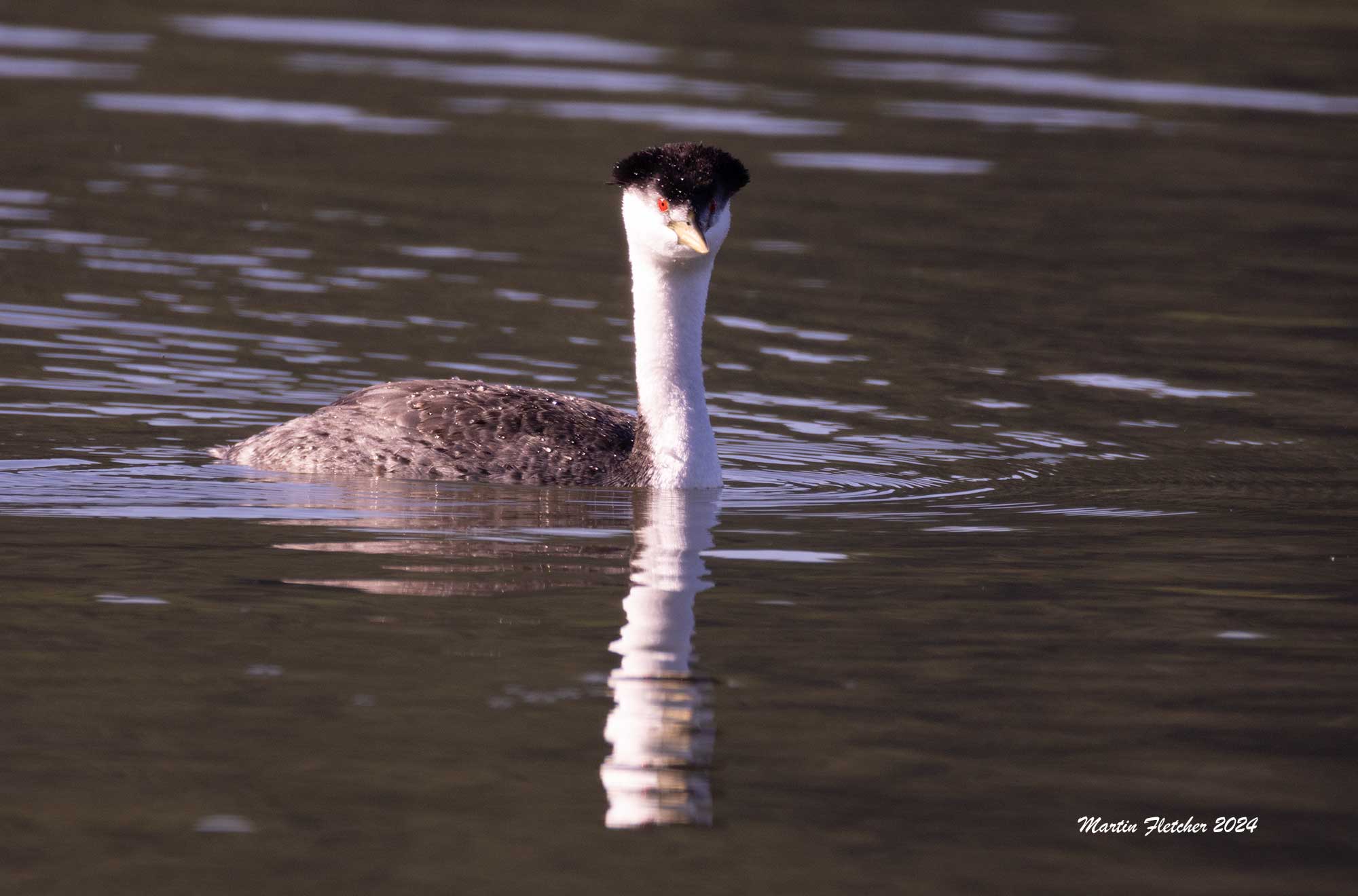 Clark's Grebe, Lake Casitas