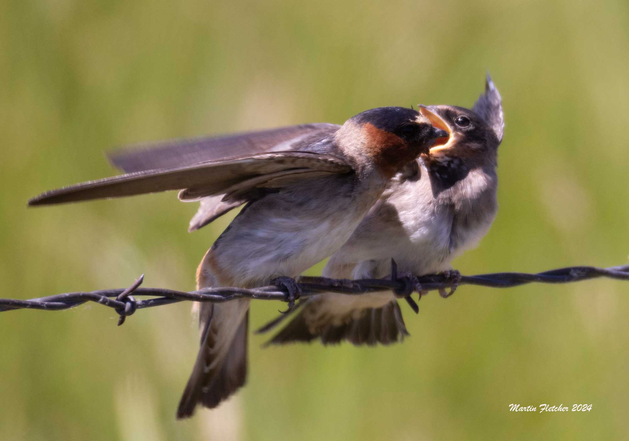 Cliff Swallow feeding young on barbed wire