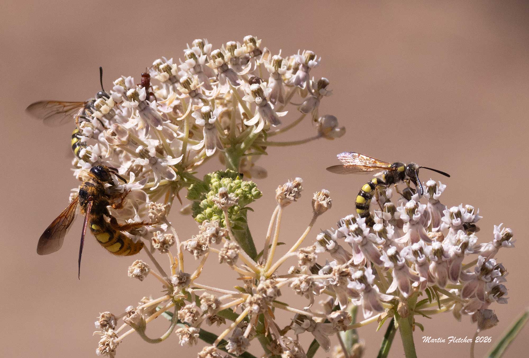 Colpa alcione, Scoliid Flower Wasp