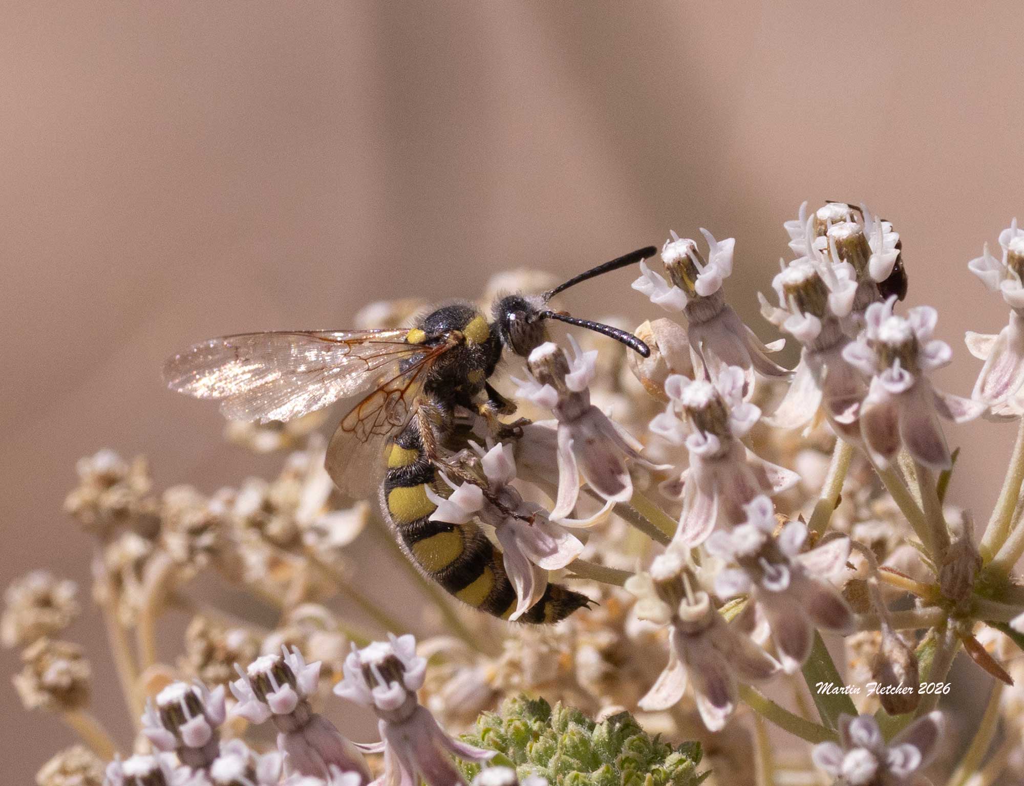 Colpa alcione, Scoliid Flower Wasp