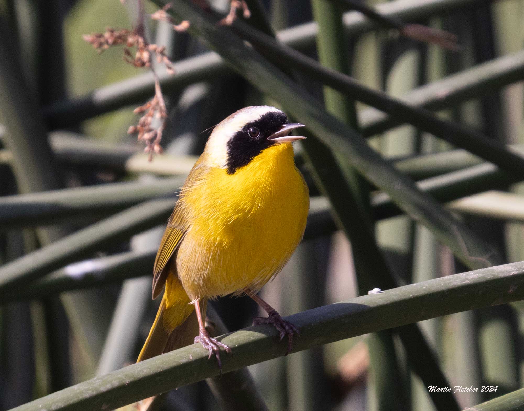 Common Yellowthroat, Port Hueneme, Oxnard, California