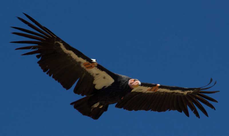 California Condor Flight