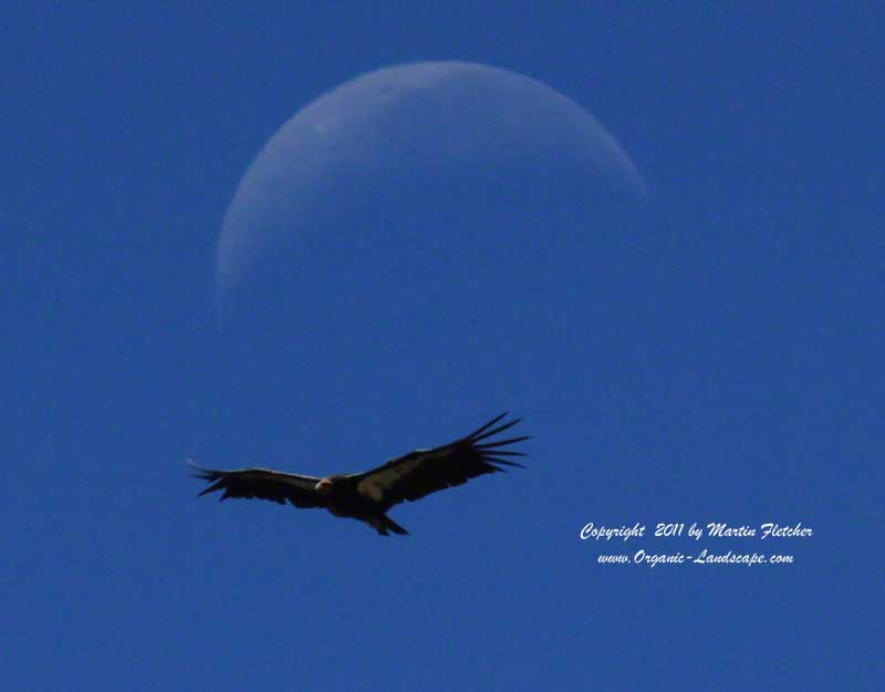 California Condor Moon