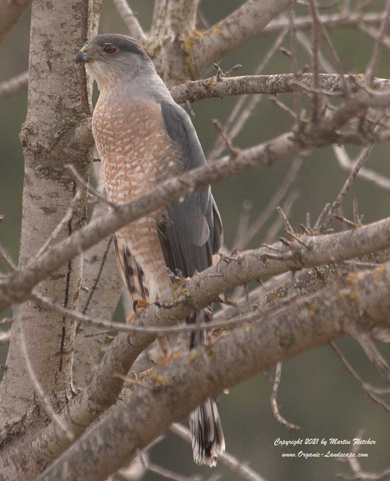 Cooper's Hawk, Ojai