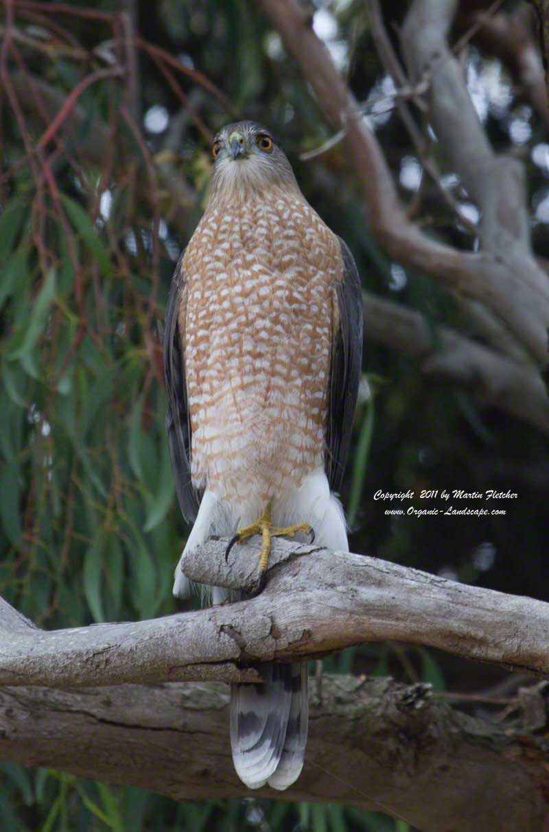 Cooper's Hawk, Elwood Beach